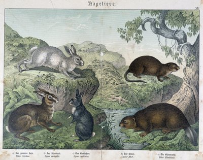 Kanin, bäver - i "" Natural History of Mammals", red. Schreiber av Unknown artist