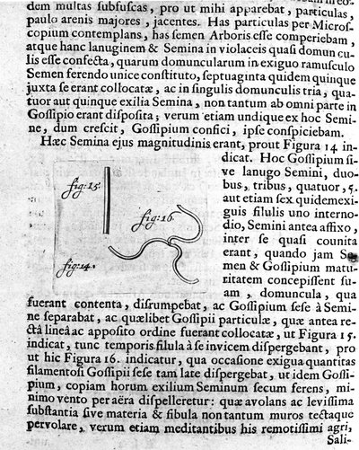 Representation av ett fruktträdsfrö Beskrivning gjord av den holländska handlaren och vetenskapsmannen Antoine van Leeuwenhoek (eller Leeuvenhoek Leeuwenhoeck) (eller Antoni eller Anthonie) (1632-1723). Gravyr från "Investigatio Arcanorum" 1722 av Unknown artist