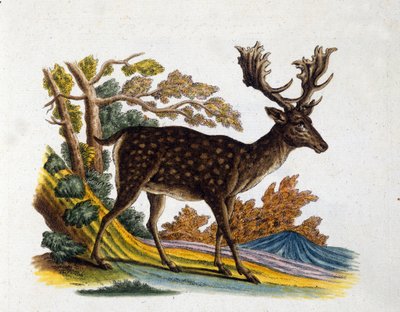Representation av en ren. 1700-talsgravyr av Unknown artist