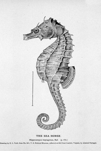 Representation av en sjöhäst (Hippocampus heptagonis). 1800-talets naturhistoriska styrelse. av Unknown artist