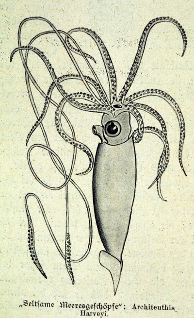 Representation av en Architeuthis Harveyi, jättebläckfisk. av Unknown artist