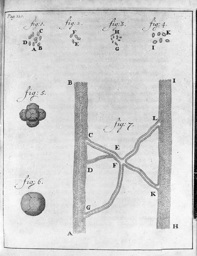 Representation av hematia (röda blodkroppar) hos lax och piggvar Studie av den holländska handlaren och naturforskaren Antoine van Leeuwenhoek (eller Leeuvenhoek eller Leeuwenhoeck) (eller Antoni eller Anthonie) (1632-1723) Gravyr från "Epistolae ad Societ av Unknown artist