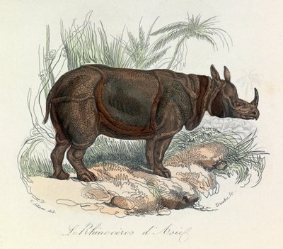 Asiatisk noshörning klassificerad enligt Linneene-nomenklaturen  Cuvier (gravyr) av Unknown artist