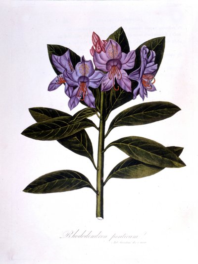 Rhododendron (Rhododendrumbroar). av Unknown artist