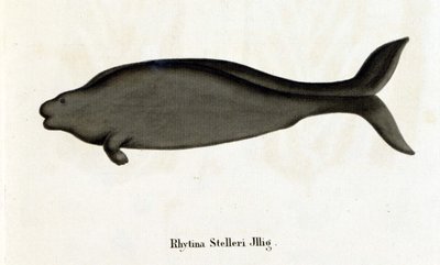 Rhytina Stelleri även kallad marinko Steller, exemplar försvann på 1700-talet. av Unknown artist