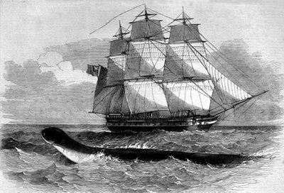 Sjömonster: uppkomsten av en sjöorm på Daedalus fregattvägen 1848. Gravyr från 1800-talet. av Unknown artist