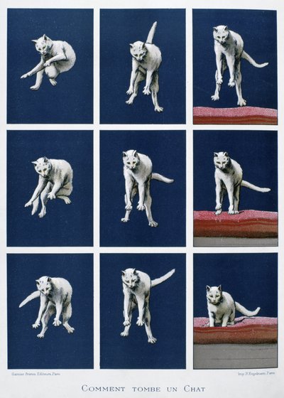 Serie med bilder av en katt som faller, ca 1895 (tryck) av Unknown artist