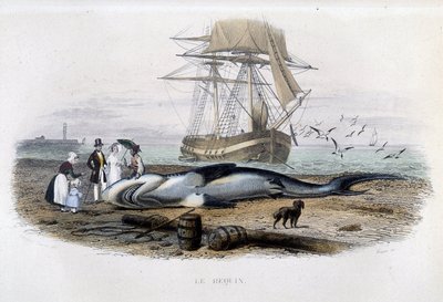 Hajfiske - i "Lacepèdes naturhistoria"" av Unknown artist