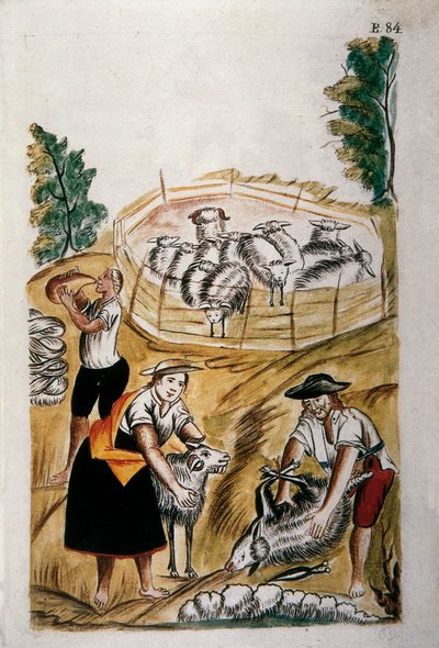 Fårklippning, från boken "Trujillo of Peru" eller "Codex Martinez Companion", av Baltazar Martinez Companion och Bujanda, biskop av Trujillo (1782-1785) av Unknown artist