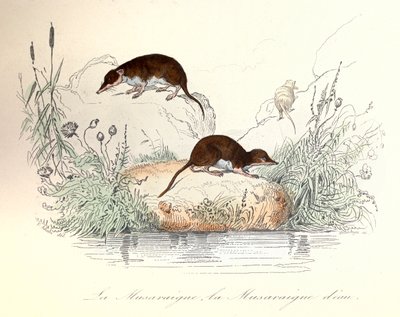 Spetsnäbbmus och vattenspetsnäbbmus klassificerade enligt Linneenes nomenklatur och Cuvier (gravyr) av Unknown artist