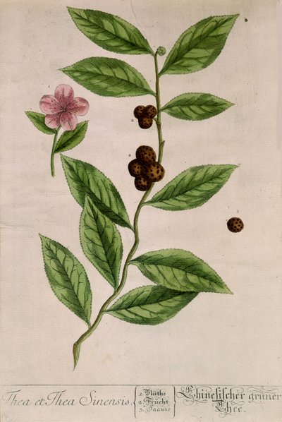 Sinensis teväxt - botanisk tavla av Unknown artist