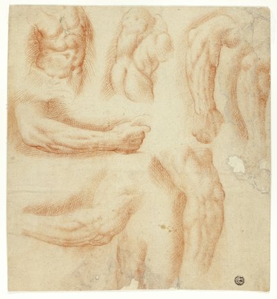 Skisser av armar, manlig torso och rygg av Unknown artist