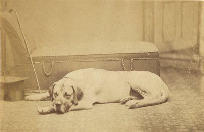 [Sleeping Dog] av Unknown artist