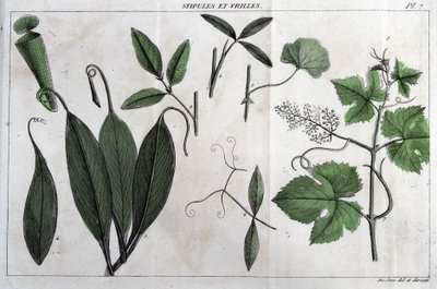 Stipuler och rankor: i "" Flora Françoise, eller en kort beskrivning av alla växter som växer naturligt i Frankrike, ordnade enligt en ny analysmetod som citerar deras minst tvetydiga dygder inom medicin och deras användbarhet i av Unknown artist
