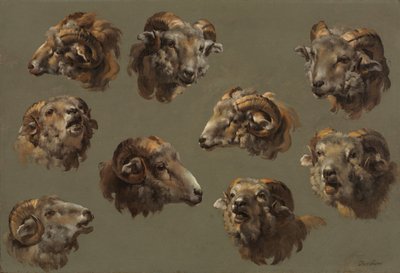 Studier av Ram Heads av Unknown artist