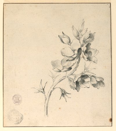 Studie av en gren av vildrosor av Unknown artist