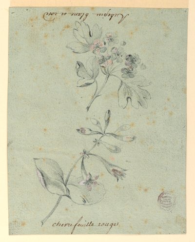 Studie av en Hawthorne och Honeysuckle Bough av Unknown artist