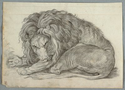 Studie av ett lejon av Unknown artist