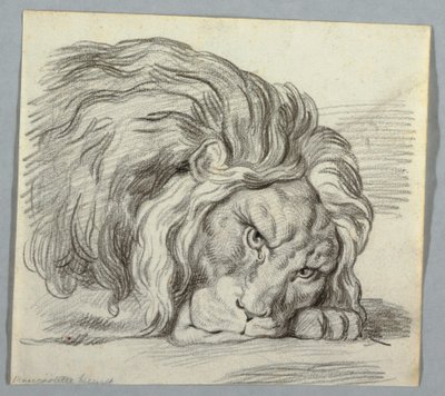 Studie av ett lejon av Unknown artist
