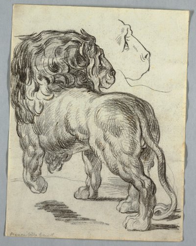 Studie av ett lejon av Unknown artist