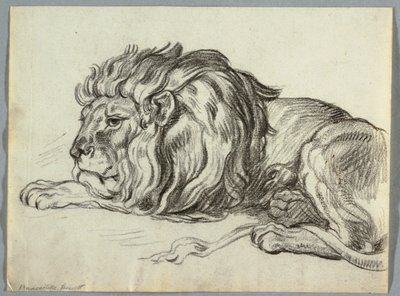 Studie av ett lejon av Unknown artist