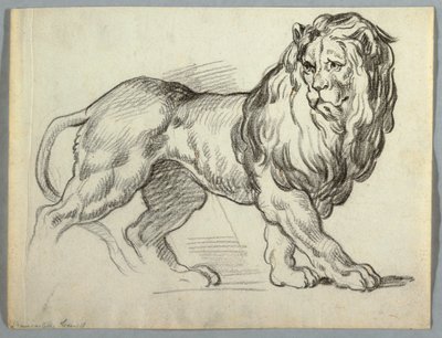 Studie av ett lejon av Unknown artist