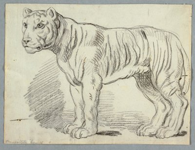 Studie av en tiger av Unknown artist