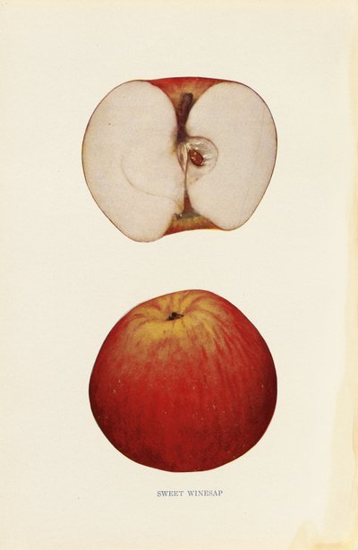 Sweet Winesap av Unknown artist