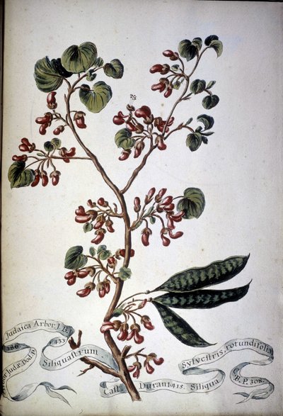 Sylvestris Rotundifolia. 1800-tals herbarium. av Unknown artist