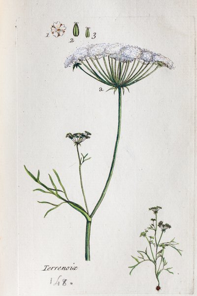 Terrenoix (Terre-Noix, Nox de Terre) av Unknown artist