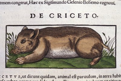 Hamstern i djurens historia av Conrad Gesner (1516 - 1565), Tiguri av Unknown artist
