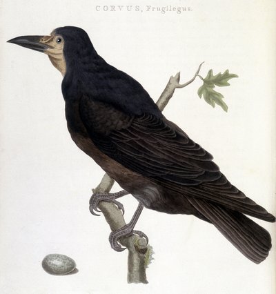 The Raven Frugilegus - naturhistorisk styrelse av Unknown artist