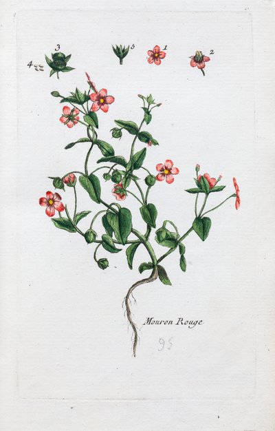 The Scarlet Pimpernel av Unknown artist