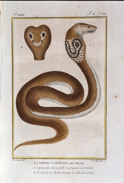Ramen huggorm eller Naja. Plåt tagen från ett naturhistoriskt förräderi av "" Works of Buffon"" av naturforskaren Georges Louis Leclerc, greve av Buffon (1707 - 1788). 1800-talet av Unknown artist