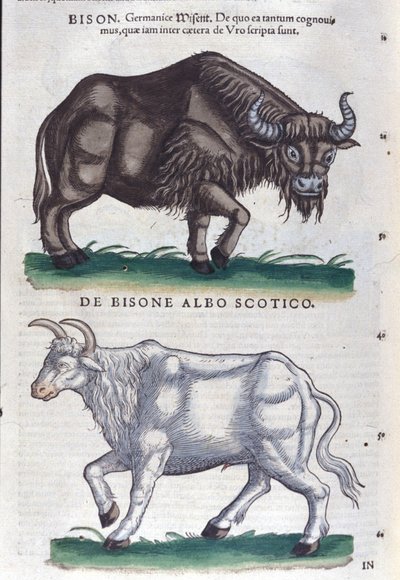Visenten och den vita bisonen från Historia animalium av Konrad Gesner, Tiguri av Unknown artist