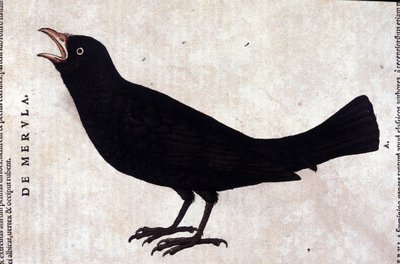 Koltrasten efter djurens historia av Konrad Gesner, Tiguri av Unknown artist