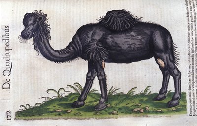 Kamelen från Djurens historia av Konrad Gesner, Tiguri av Unknown artist