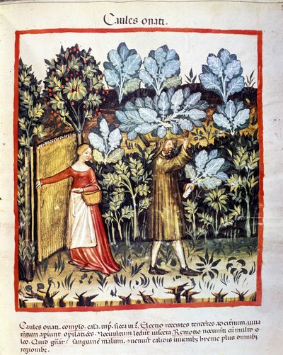 Skörden av kålblomma i en grönsaksträdgård. Belysning från mjölkning av medicin och diet "" Tacuinum sanitatis"" av Unknown artist