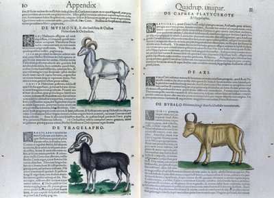 De fyrfotade dubbelsidan i Historia Animalium av Conrad Gesner (1516 - 1565), Tiguri av Unknown artist