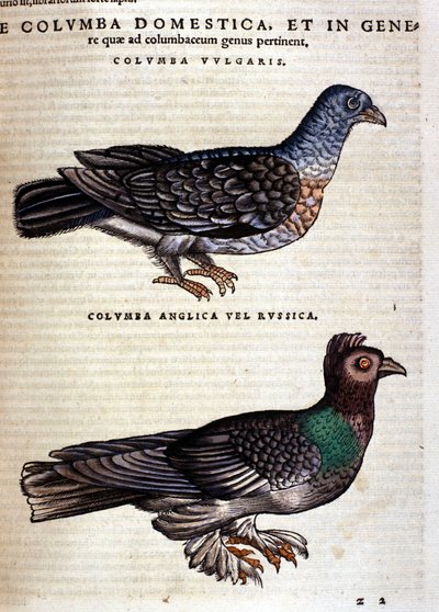 Duvan efter Historia Animalium av Conrad Gesner, Tiguri 1560. Biblioteca Nazionale Braidense. Milano av Unknown artist