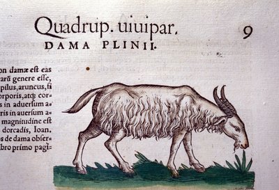 Geten efter Historia animalium av Konrad Gesner, Tiguri av Unknown artist