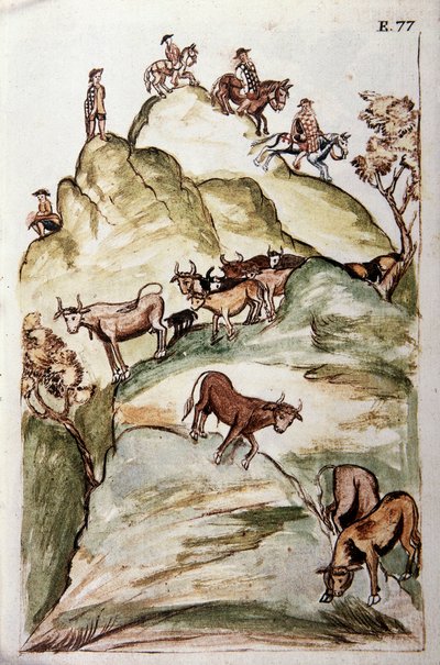 Väktarna för kor som omringar en grupp kor i bergen för att fånga dem, från boken "Trujillo del Peru" eller "Codex Martinez Companion", av Baltazar Martinez Companion och Bujanda, biskop av Trujillo (1782-1785) av Unknown artist