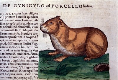 Marsvinet efter Historia animalium av Konrad Gesner, Tiguri av Unknown artist
