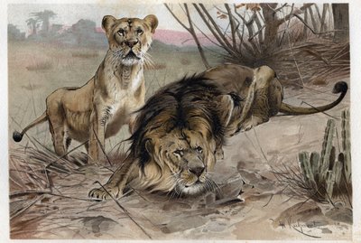 Lejonet (Panthera leo) - gravyr från "" Brehms djurliv"" av Alfred Edmund Brehm (1829-1884) av Unknown artist