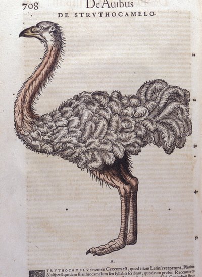 Strutsen - ur djurens historia av Konrad Gesner, Tiguri av Unknown artist