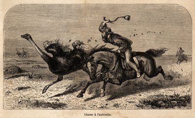 Strutsjakten, ritad från ett fotografi, för att illustrera historien om jakt i Afrika av William Charles Baldwin mellan 1852 och 1860. Gravyr i "" Le tour du monde", redigerad av Edouard Charton av Unknown artist