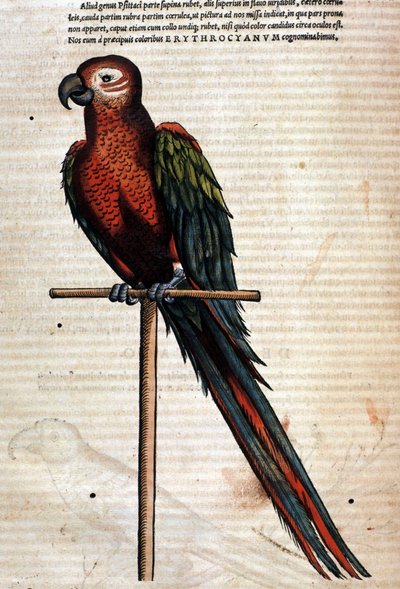 Papegojan efter Historia Animalium av Conrad Gesner, Tiguri 1560. Biblioteca Nazionale Braidense. Milano av Unknown artist