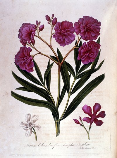 Den rosa laurellen (oleander) - herbarium från 1700-talet. av Unknown artist