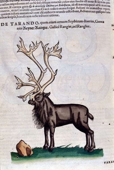 Renen efter Historia animalium av Konrad Gesner, Tiguri av Unknown artist