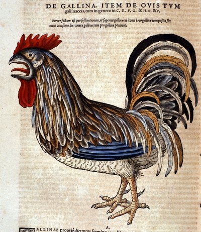 Tuppen efter Historia Animalium av Conrad Gesner, Tiguri 1560. Biblioteca Nazionale Braidense. Milano av Unknown artist